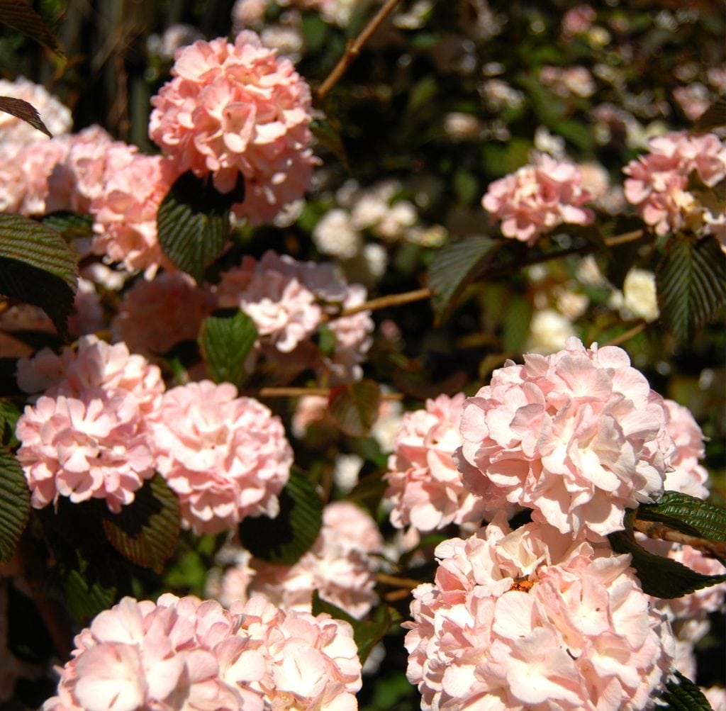 Oregon Coastal Flower Farm