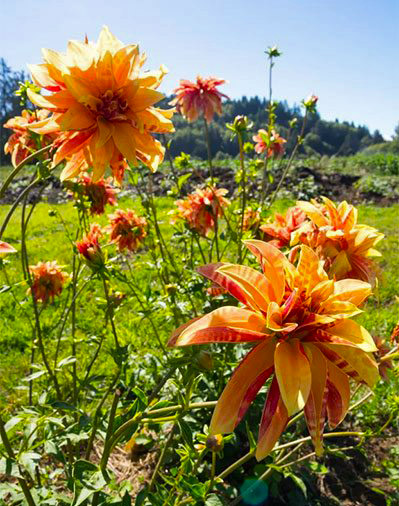 Giraffe 1940s Heirloom Dahlia