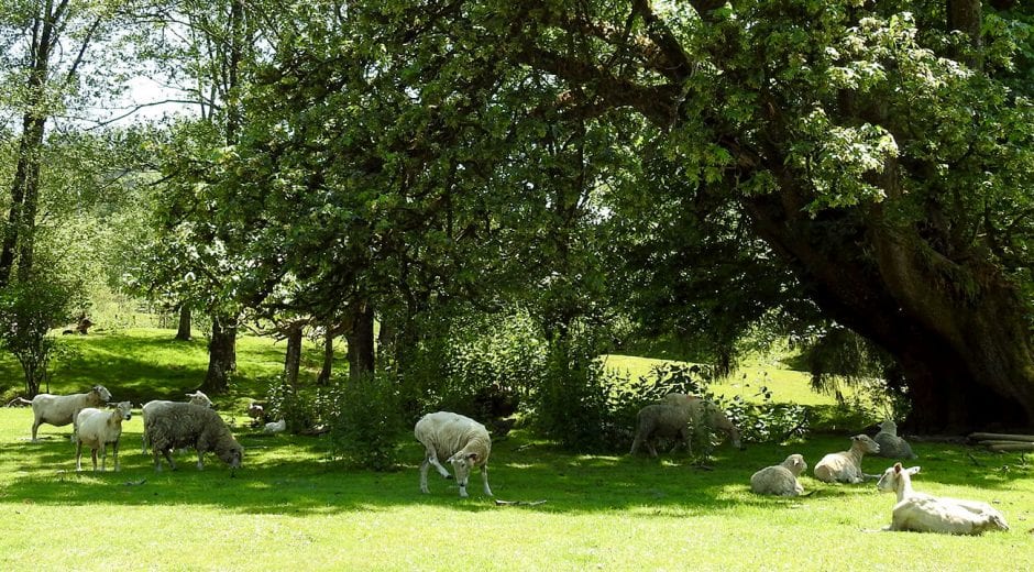 Trent Family Farms