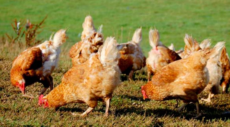 Zweifel Egg Farm