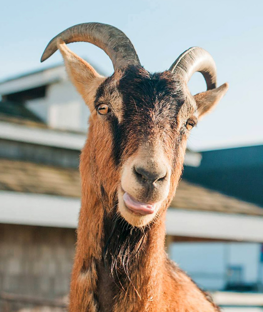 Blue Heron goat