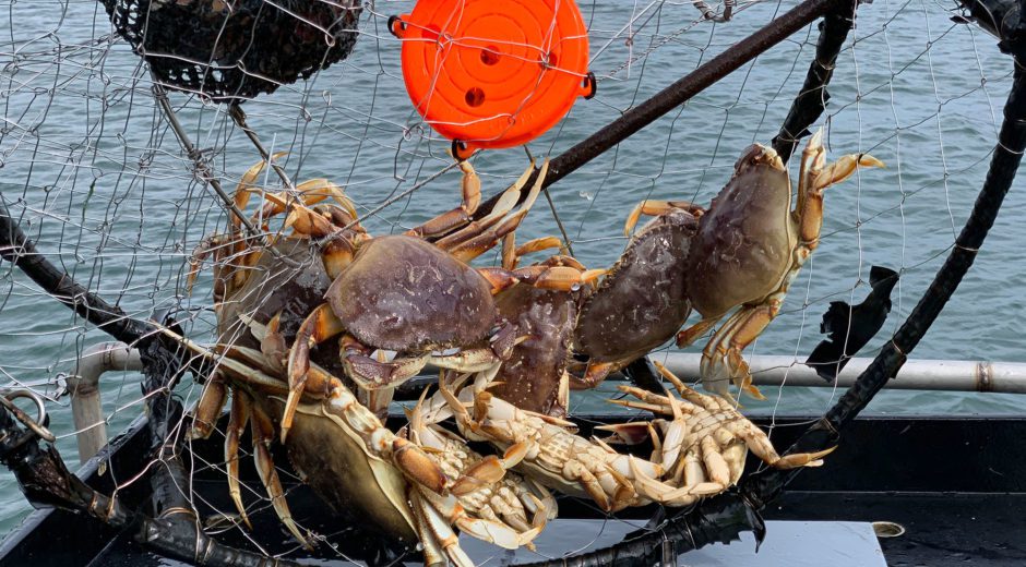 crabpots dungeness crabbing