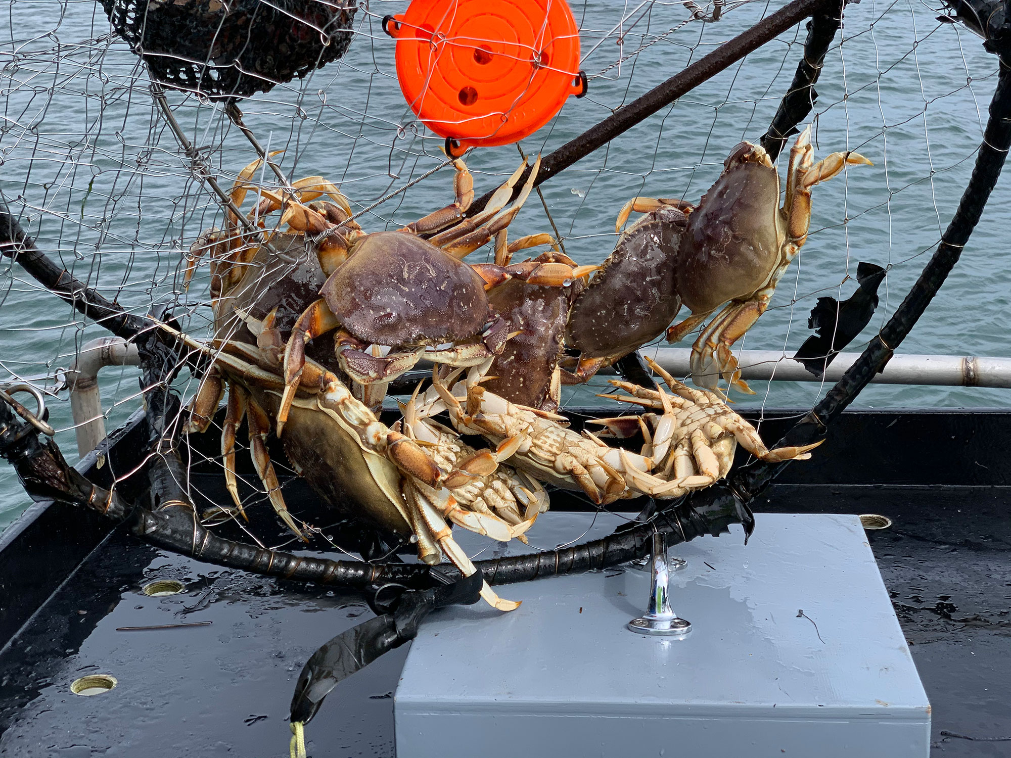 Crabbing - North Coast Food Trail