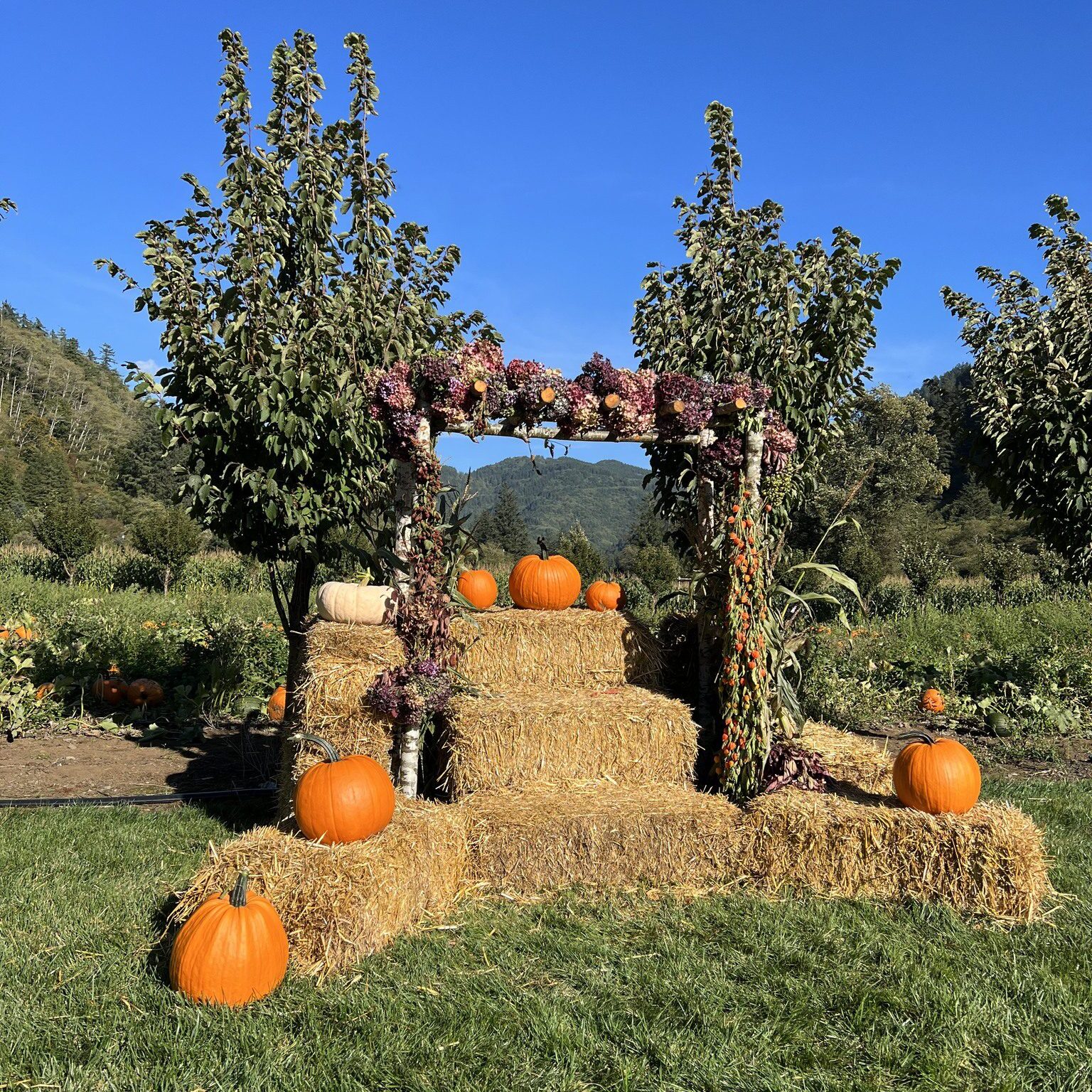 Tillamook Pumpkin Patch