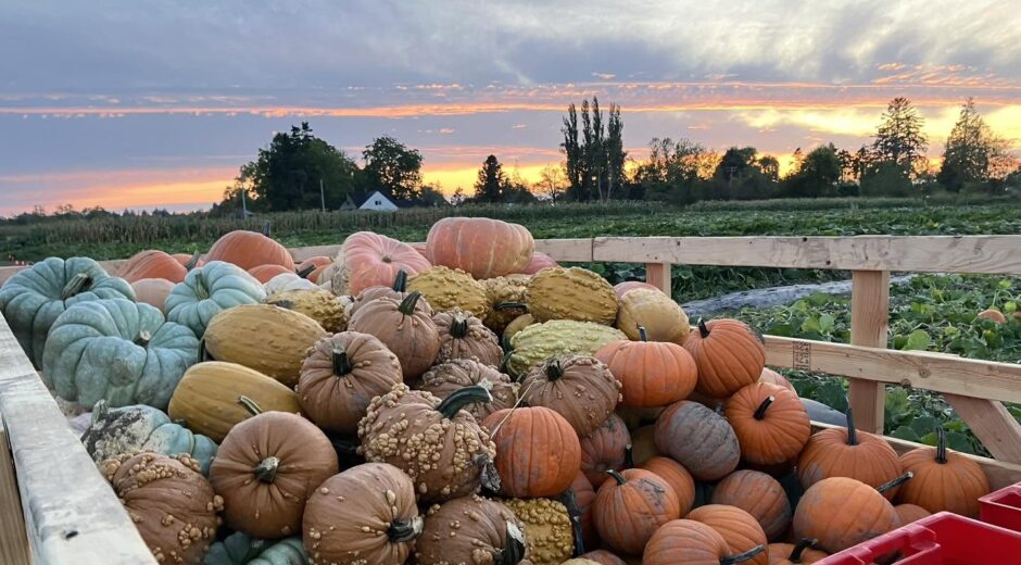 Blackberry Bog Pumpkins 2