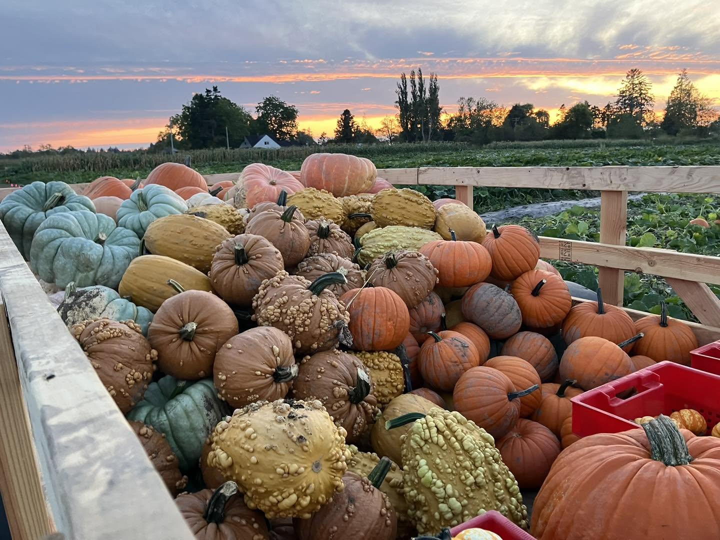 Blackberry Bog Pumpkins 2